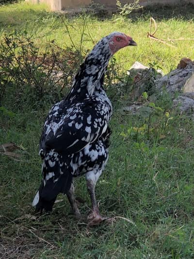 breeder madi hera cross for sale exchange possible with murgiya