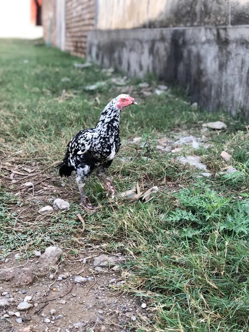 breeder madi hera cross for sale exchange possible with murgiya — photo 2