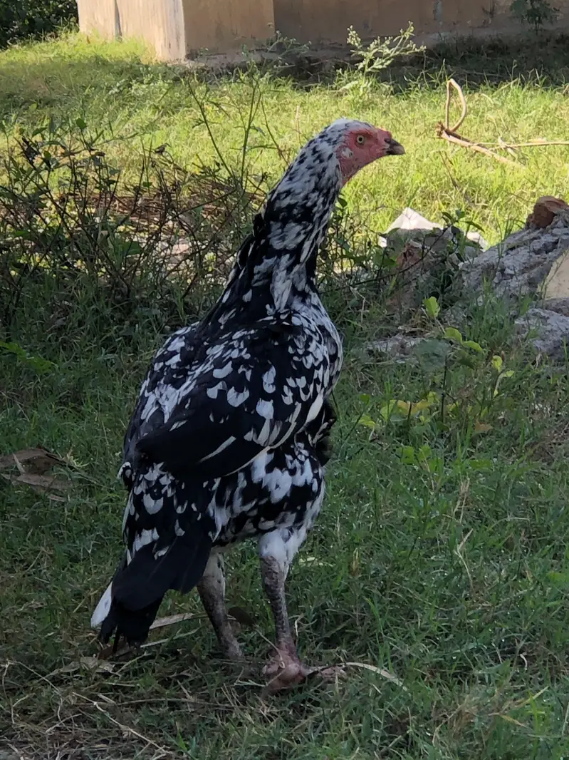 breeder madi hera cross for sale exchange possible with murgiya — photo 4
