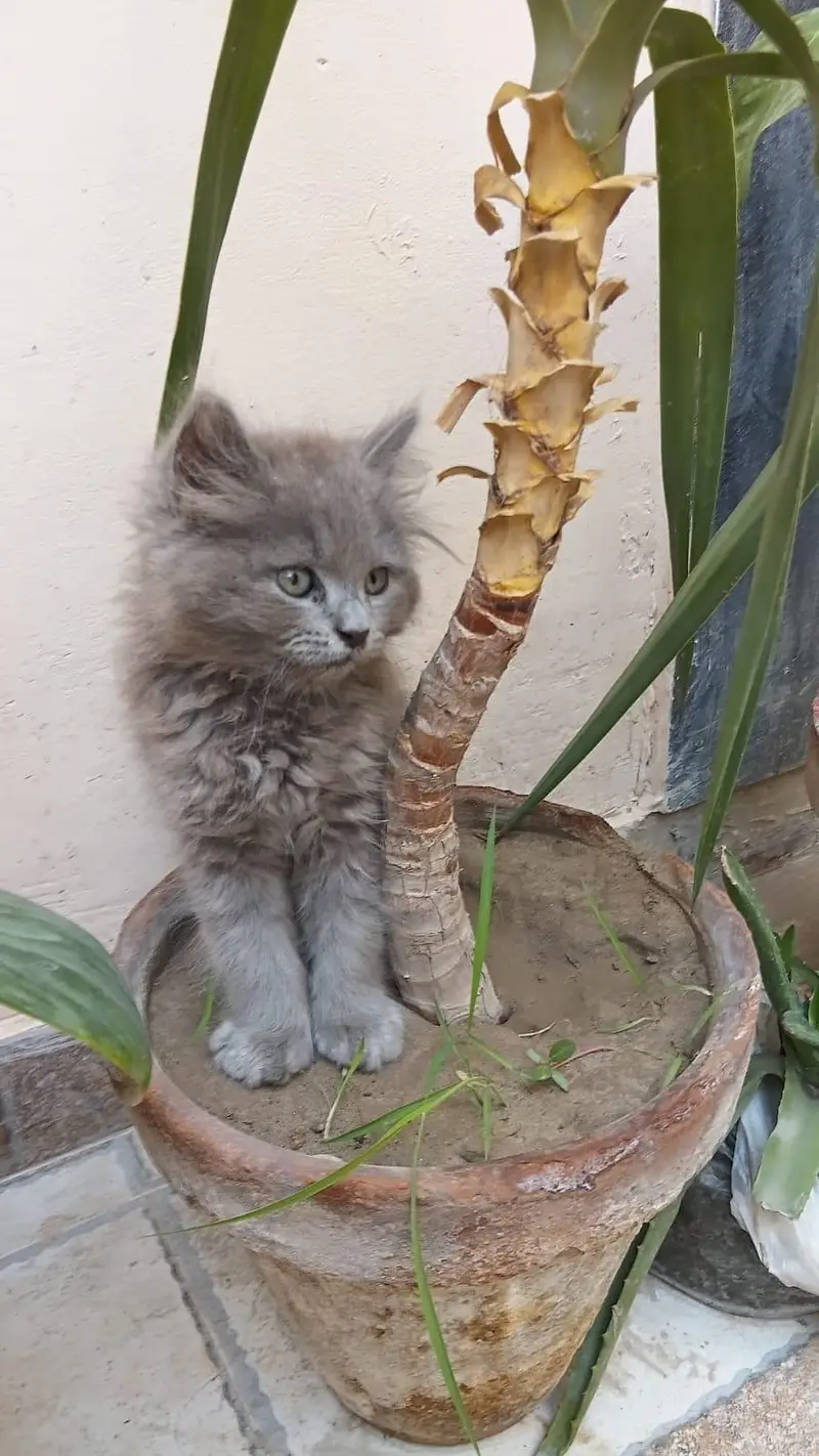 grey kitten male well habitual with family member nice and cute