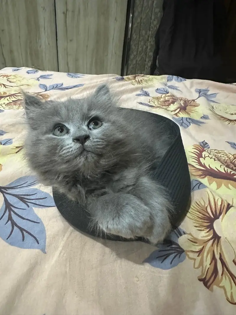 grey kitten male well habitual with family member nice and cute — photo 2