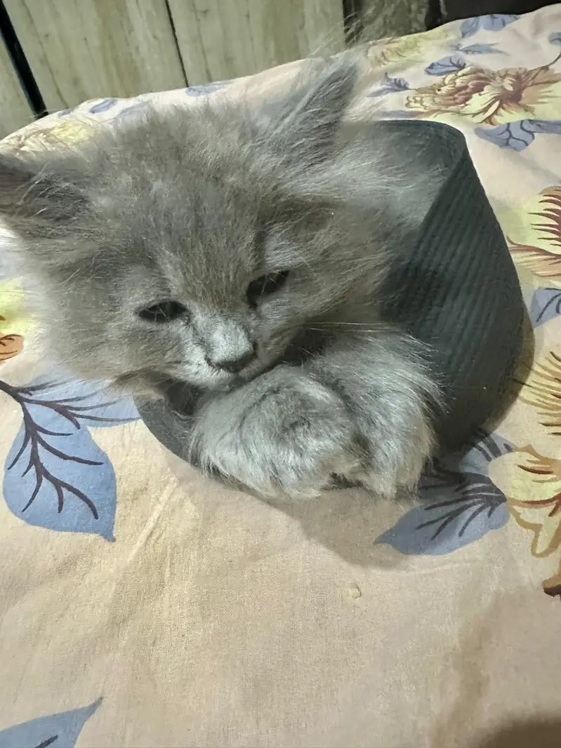 grey kitten male well habitual with family member nice and cute — photo 3