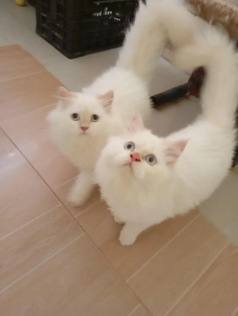 Persian kittens — photo 2