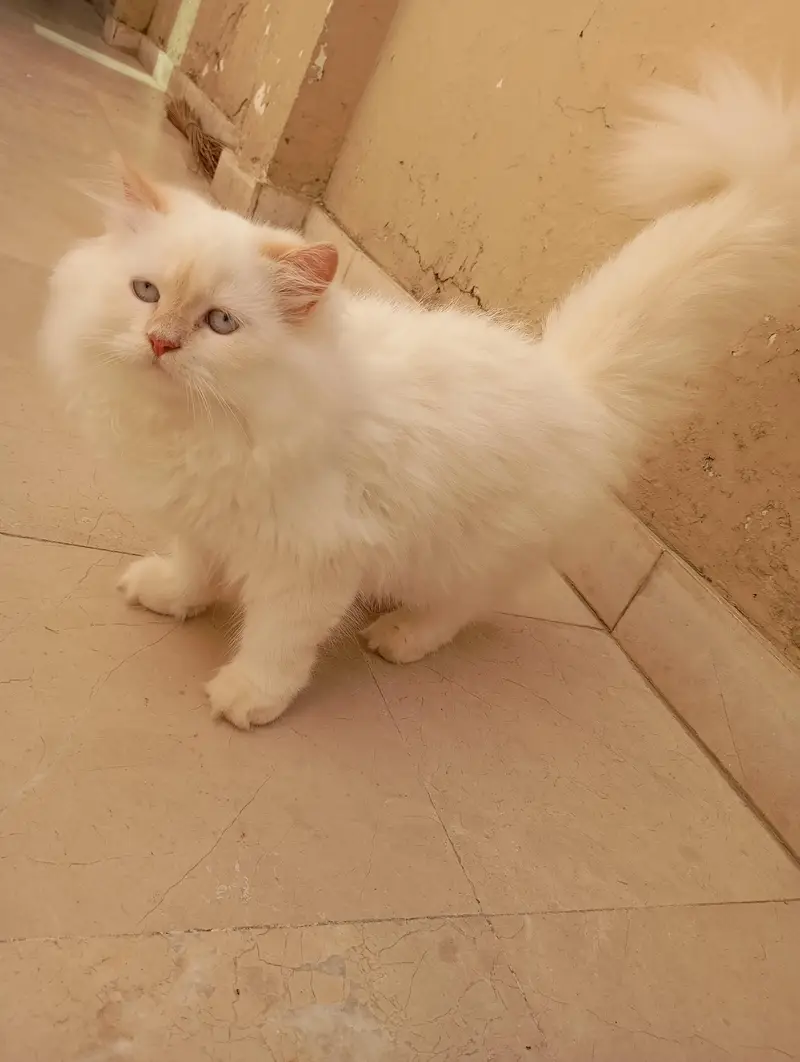 Persian kittens — photo 3
