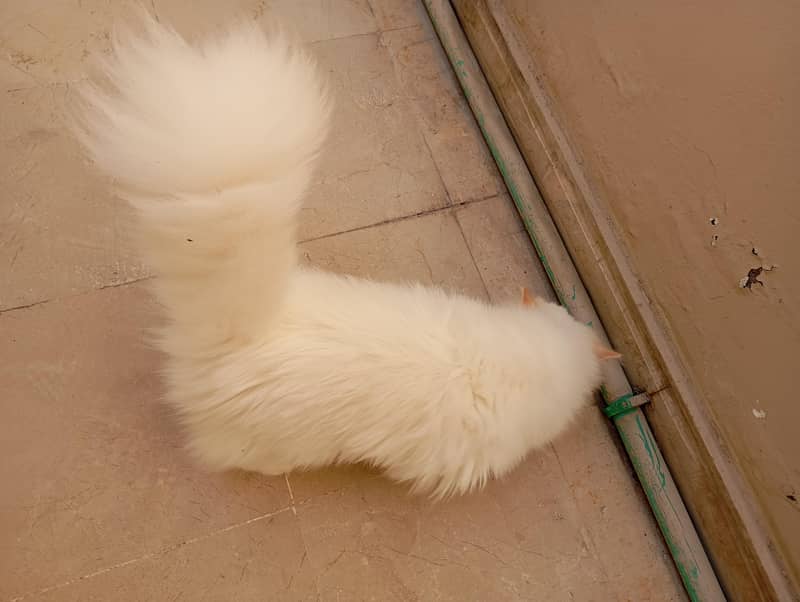 Persian kittens 3