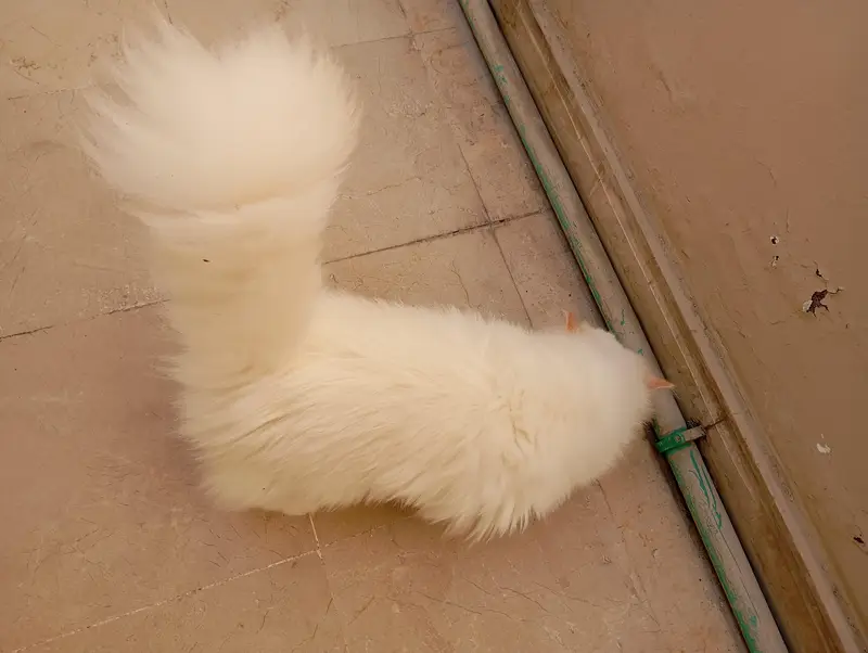 Persian kittens — photo 4