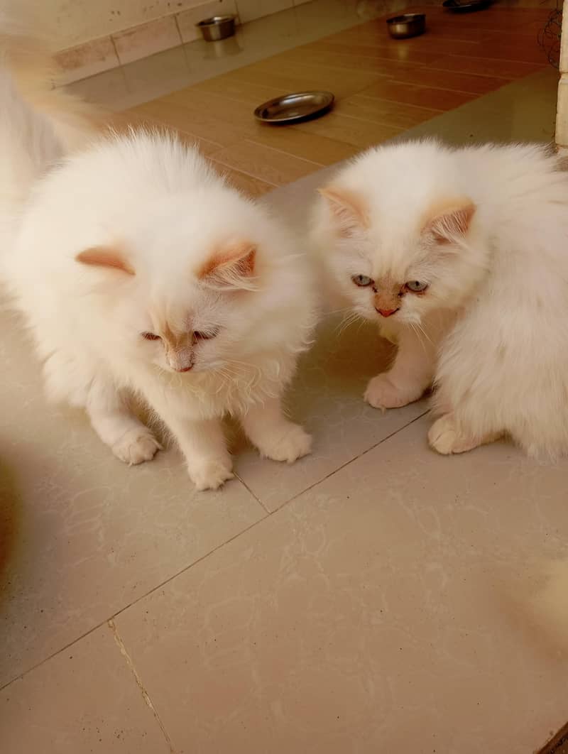 Persian kittens 4