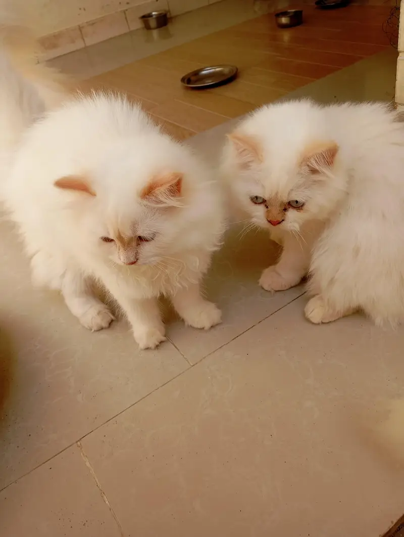 Persian kittens — photo 5