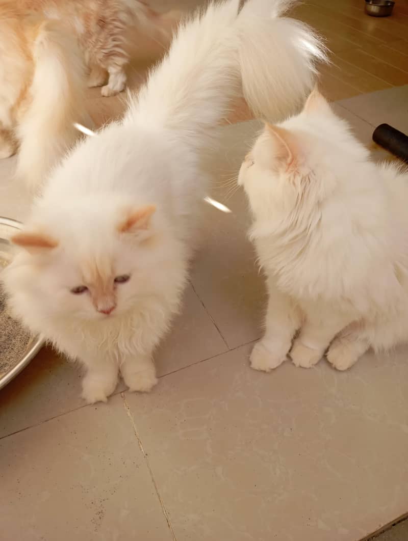 Persian kittens 5