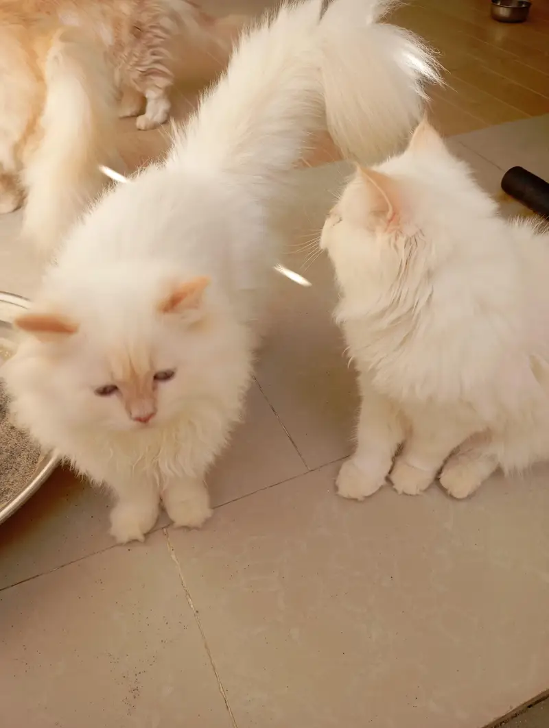 Persian kittens — photo 6