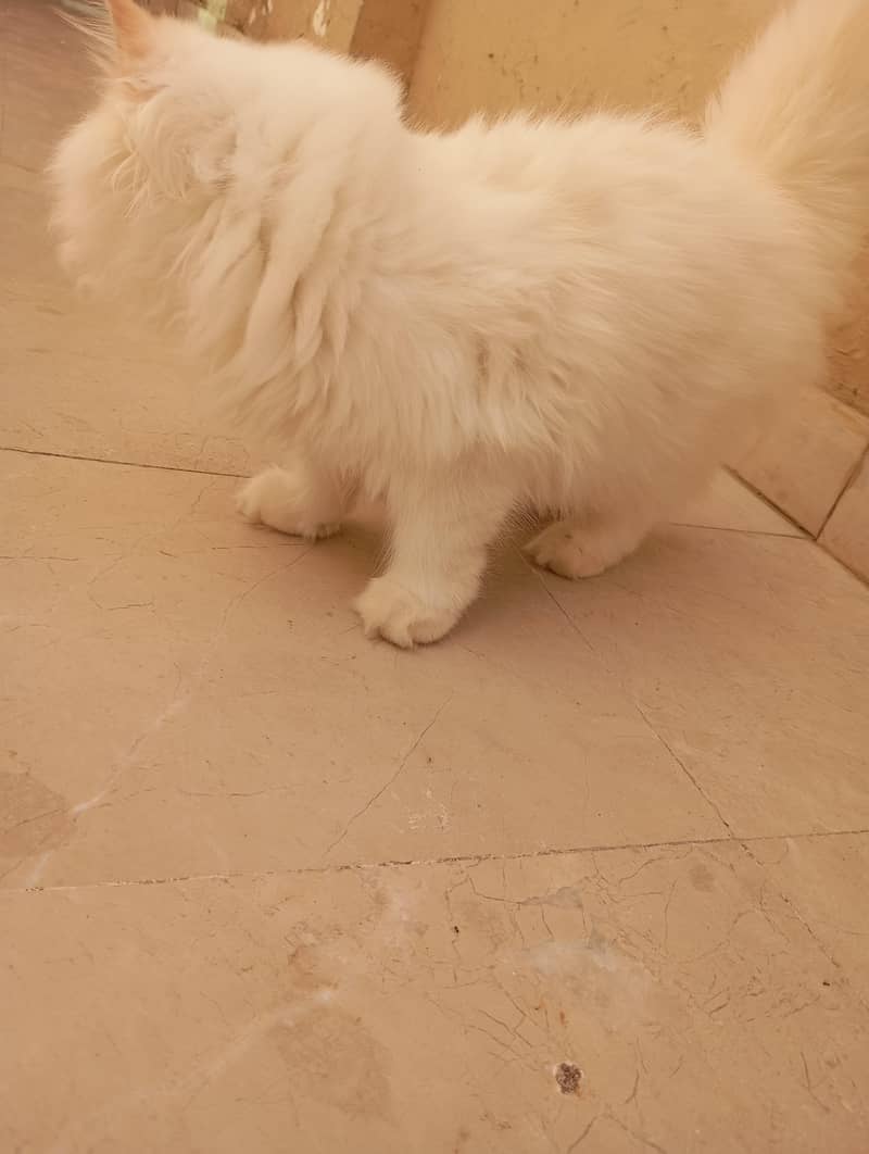 Persian kittens 6