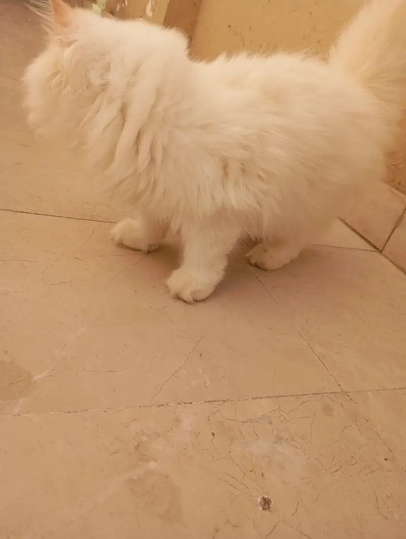 Persian kittens — photo 7