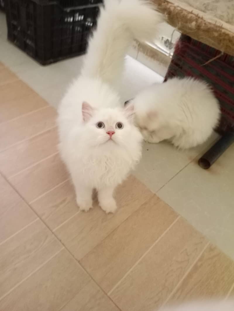 Persian kittens 7