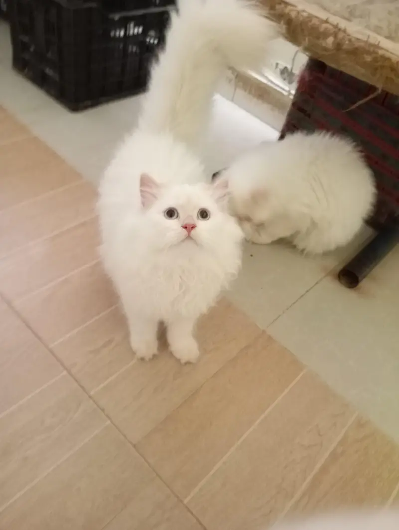 Persian kittens — photo 8