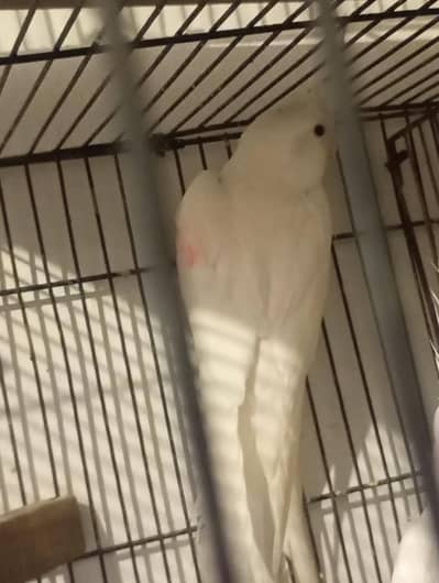 cocktail parrot for sale 03080043167