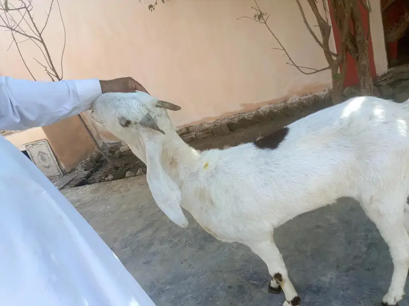 mashallah bhout achy nasal ke sambhal nahie sakhty 1 sal se oper ha