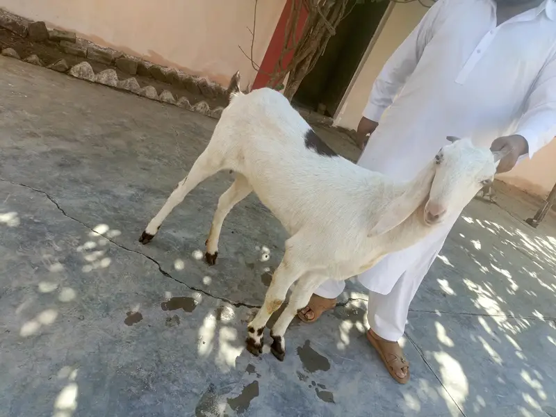 mashallah bhout achy nasal ke sambhal nahie sakhty 1 sal se oper ha — photo 2