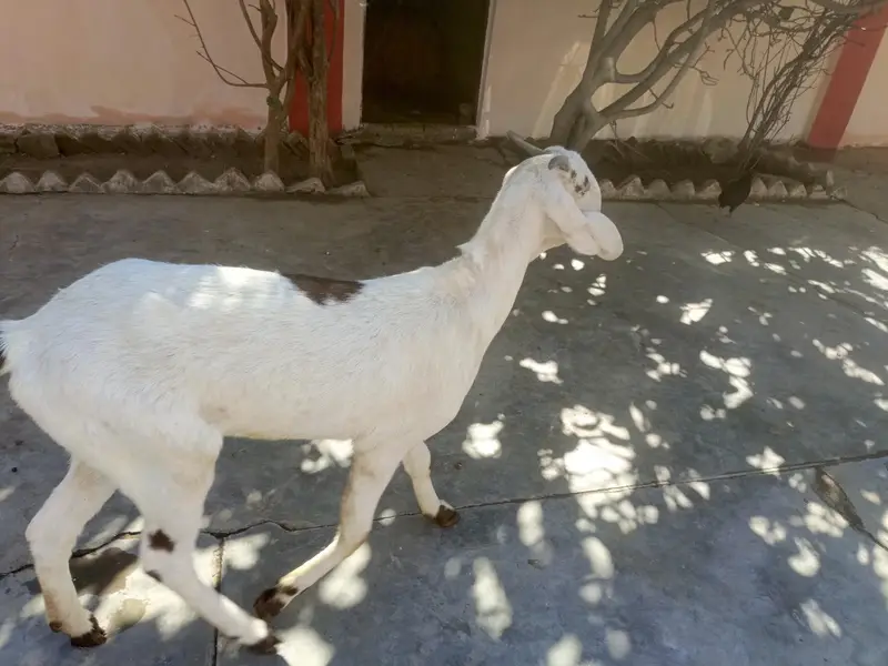 mashallah bhout achy nasal ke sambhal nahie sakhty 1 sal se oper ha — photo 3