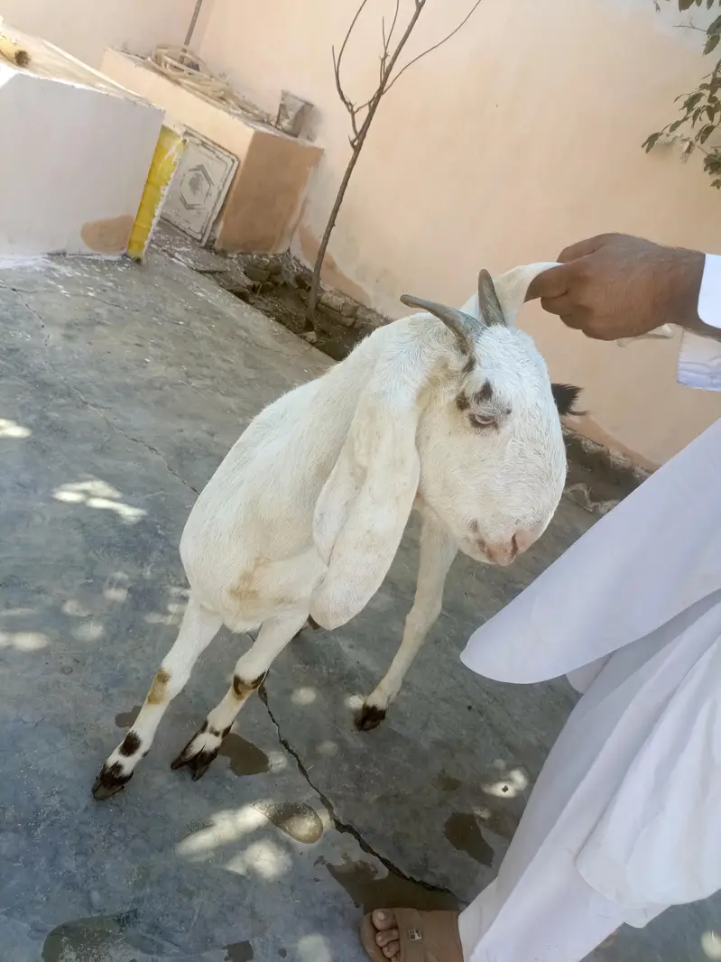 mashallah bhout achy nasal ke sambhal nahie sakhty 1 sal se oper ha — photo 4