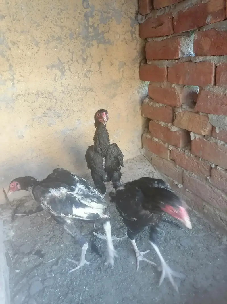 Aseel chicks and murgi