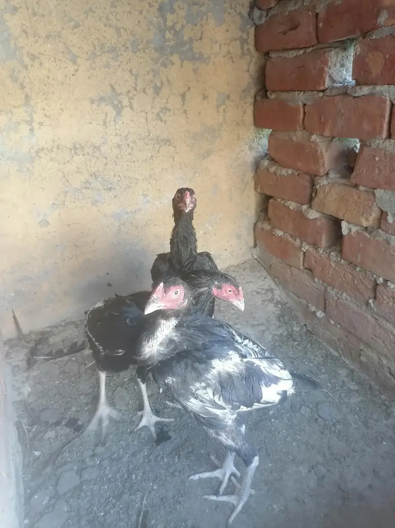 Aseel chicks and murgi — photo 2