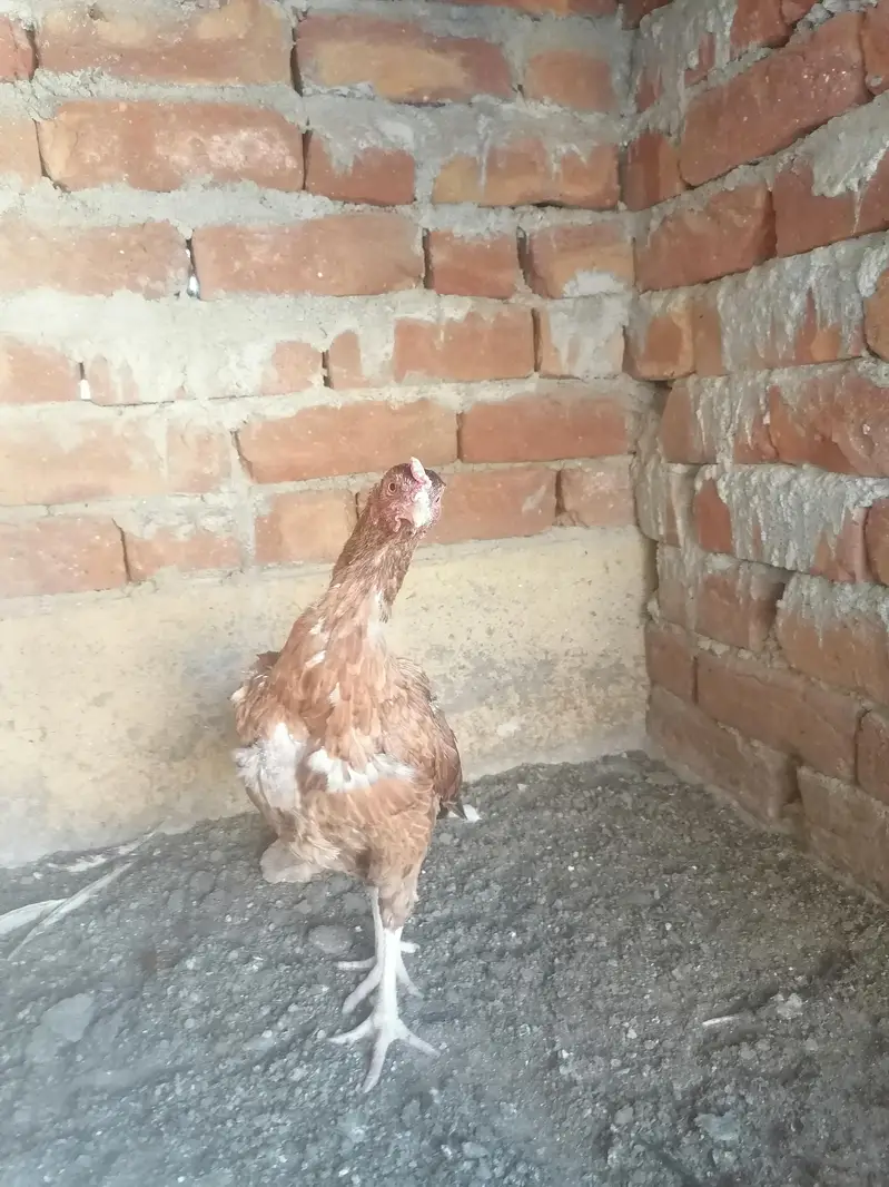 Aseel chicks and murgi — photo 3