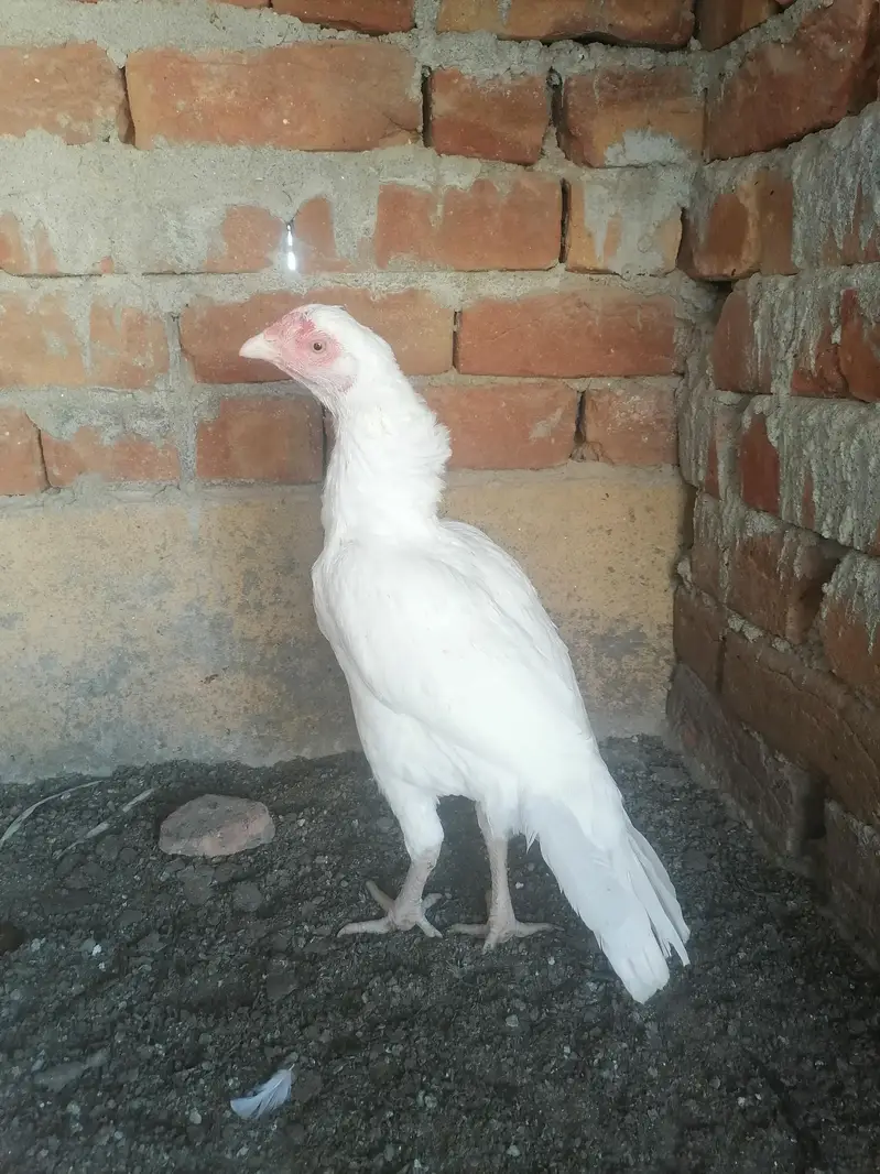 Aseel chicks and murgi — photo 4