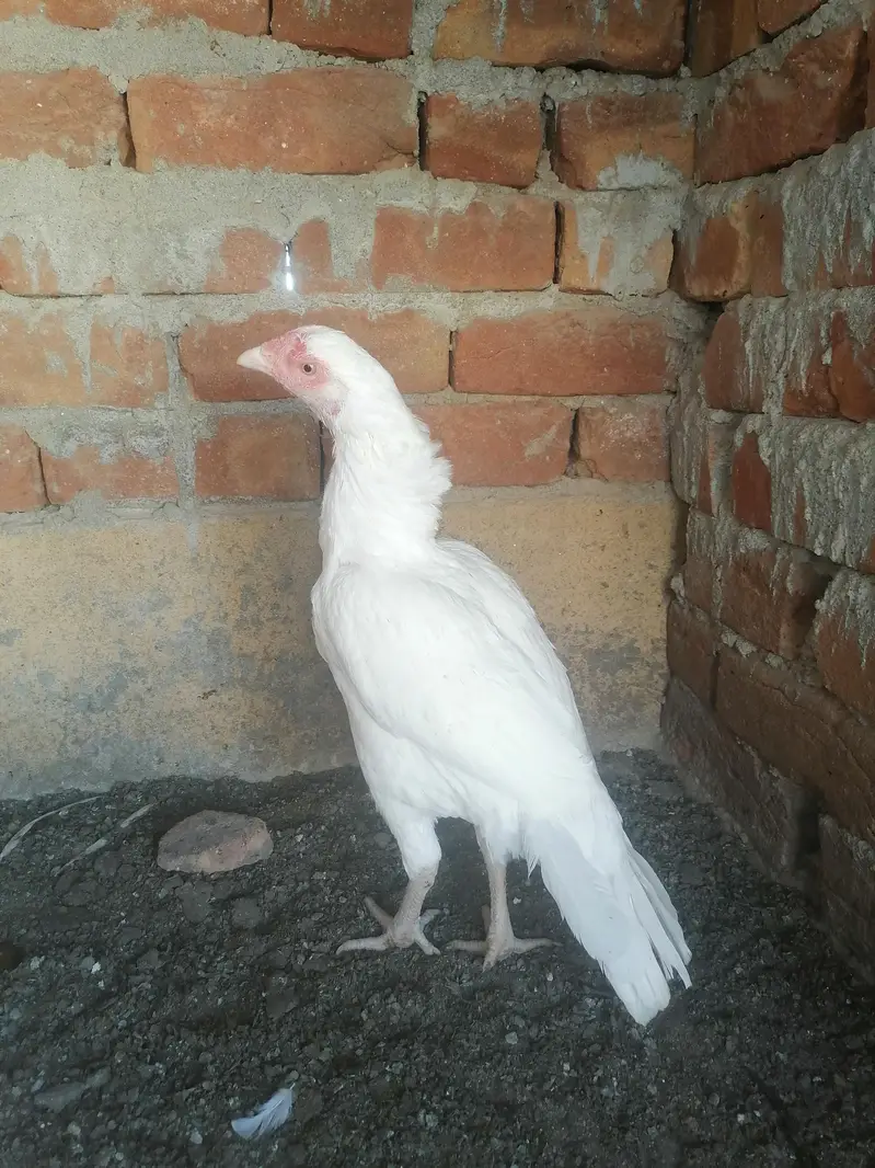 Aseel chicks and murgi — photo 5