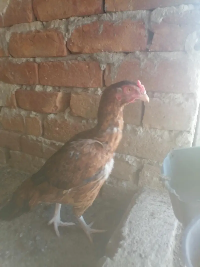 Aseel chicks and murgi — photo 6