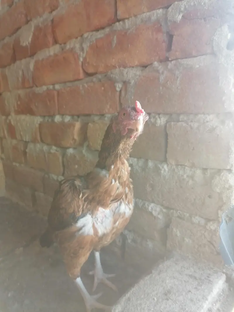 Aseel chicks and murgi — photo 7