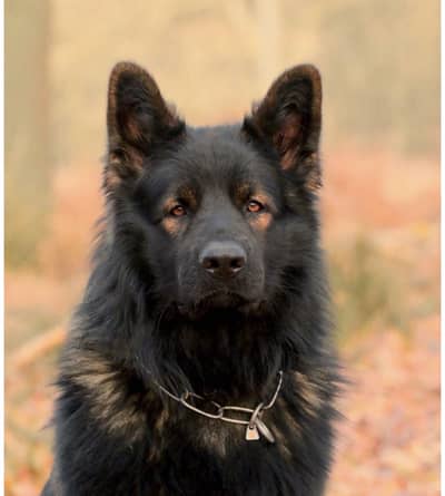 Black Sheperd Triple coated