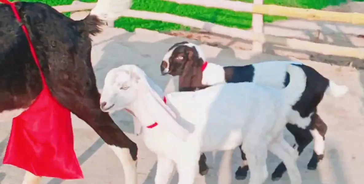 2 bacchon wali bakri for sale call_03230718297 — photo 2