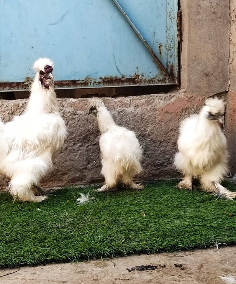 Silky hen 0