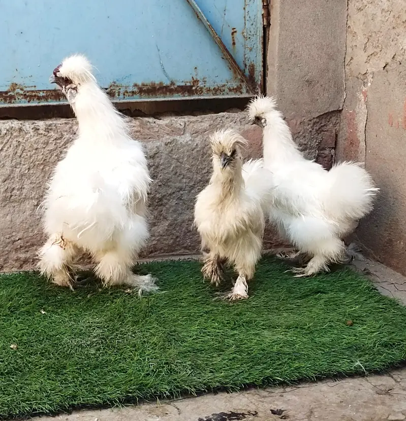 Silky hen — photo 2