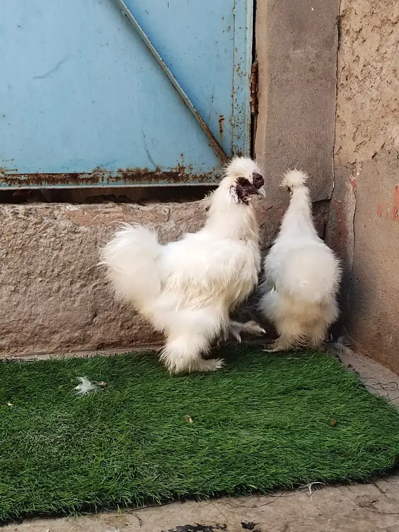 Silky hen — photo 3