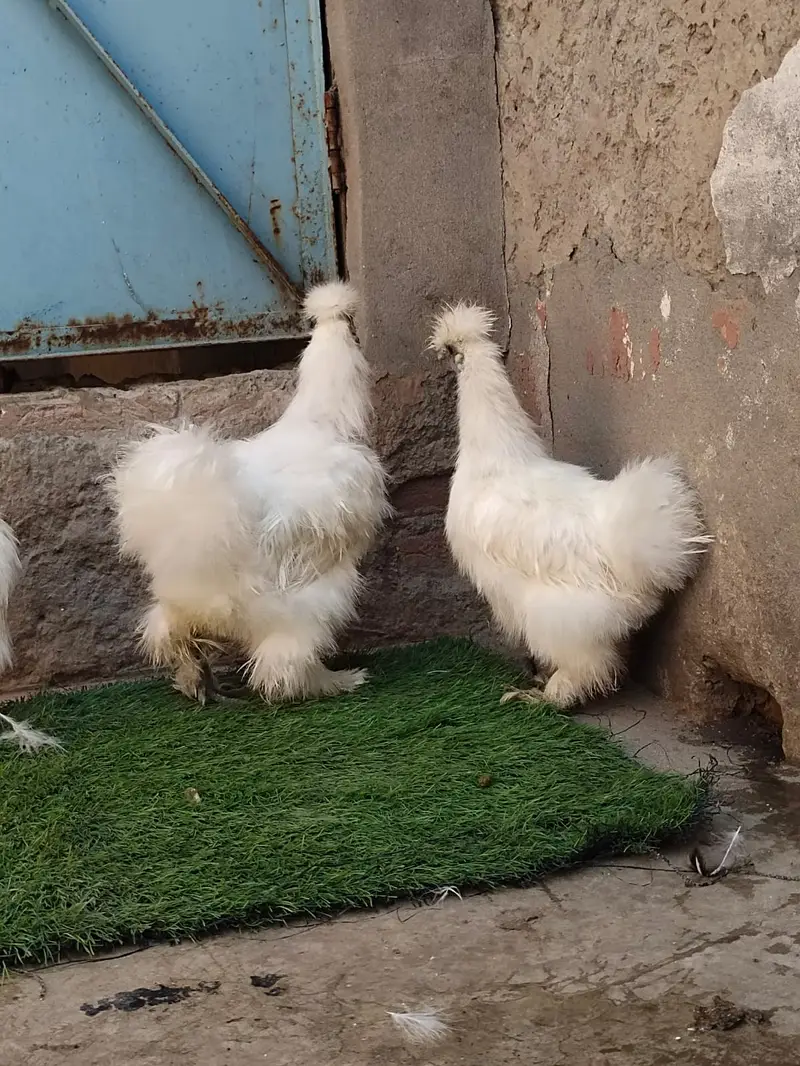 Silky hen — photo 4