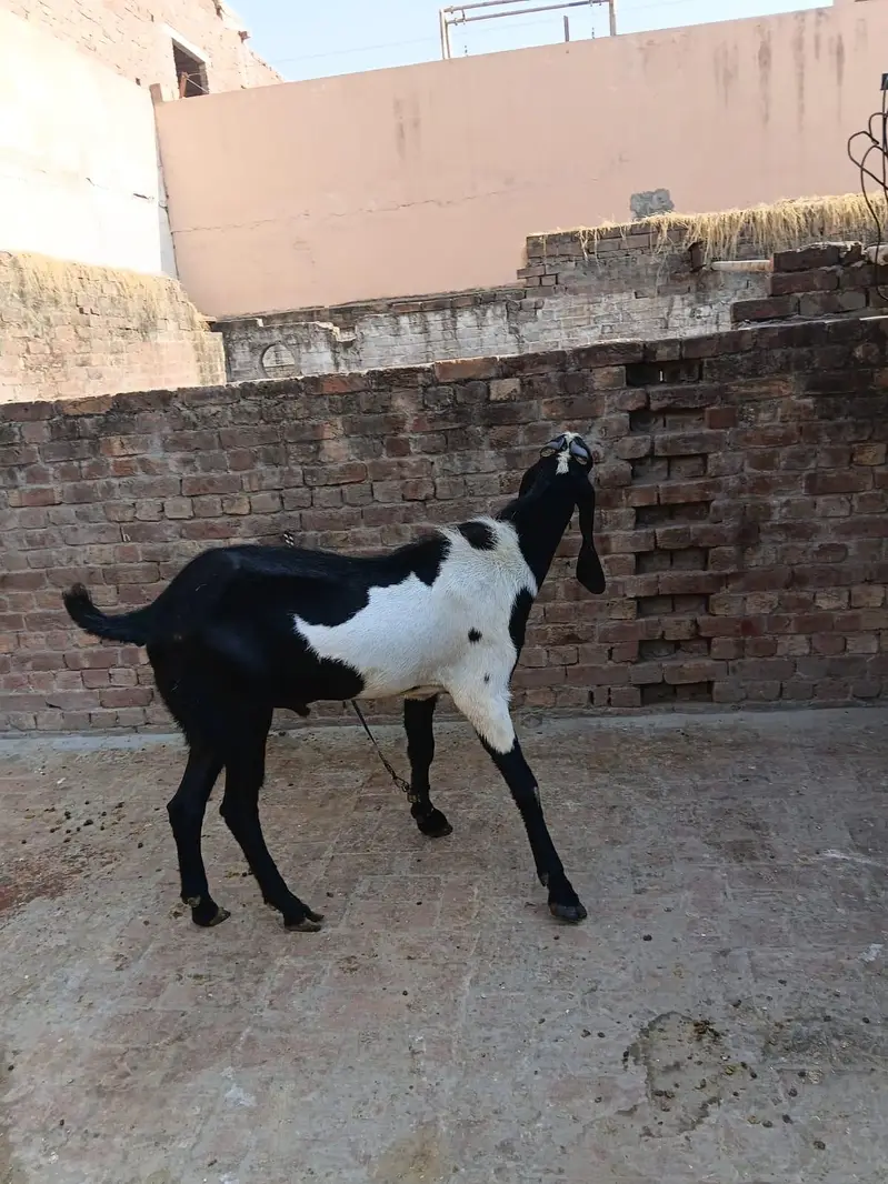 White Daba Breeder Male — photo 4