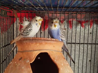 budgie hogoromo finch cage