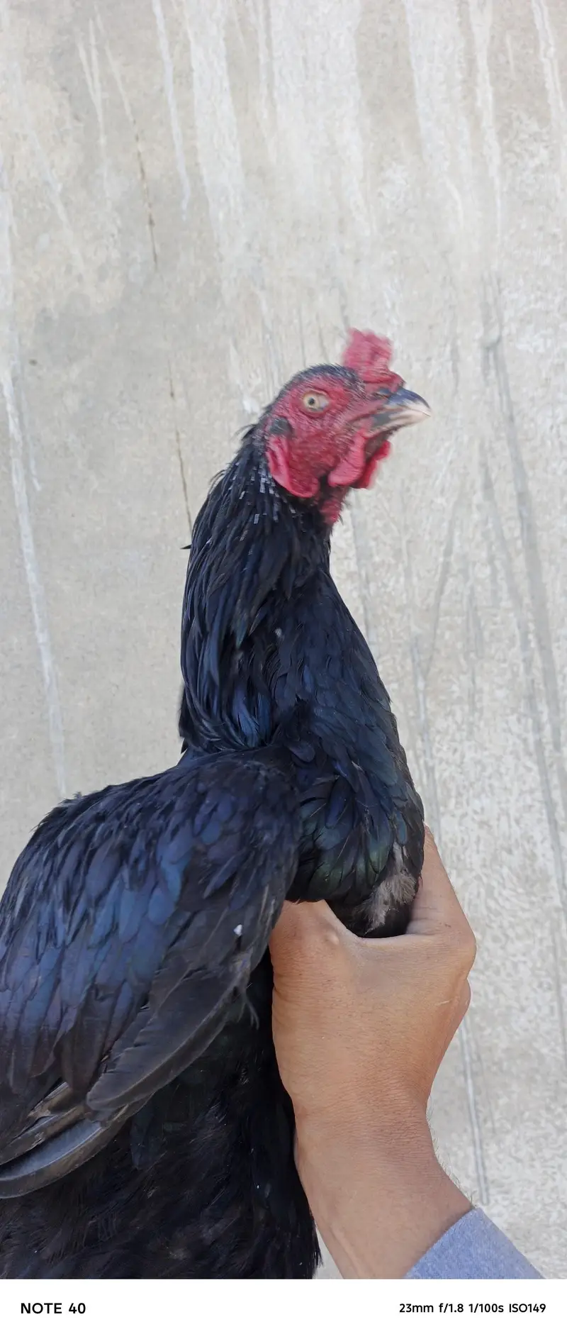 Parmoz Mushka