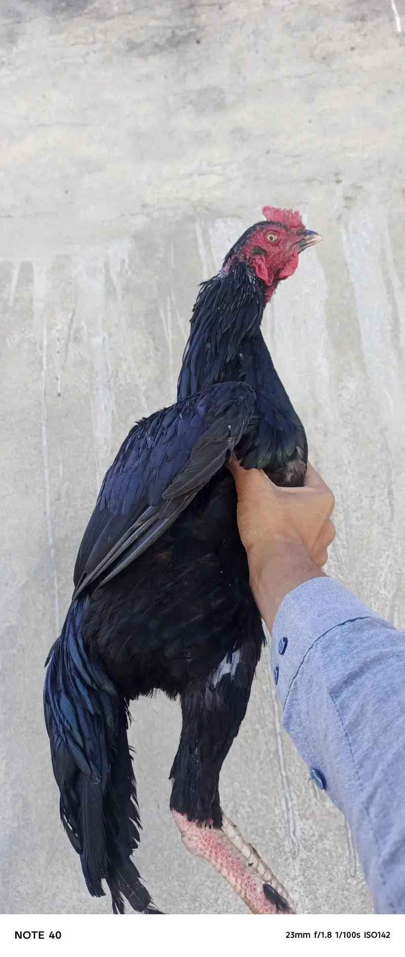 Parmoz Mushka — photo 4