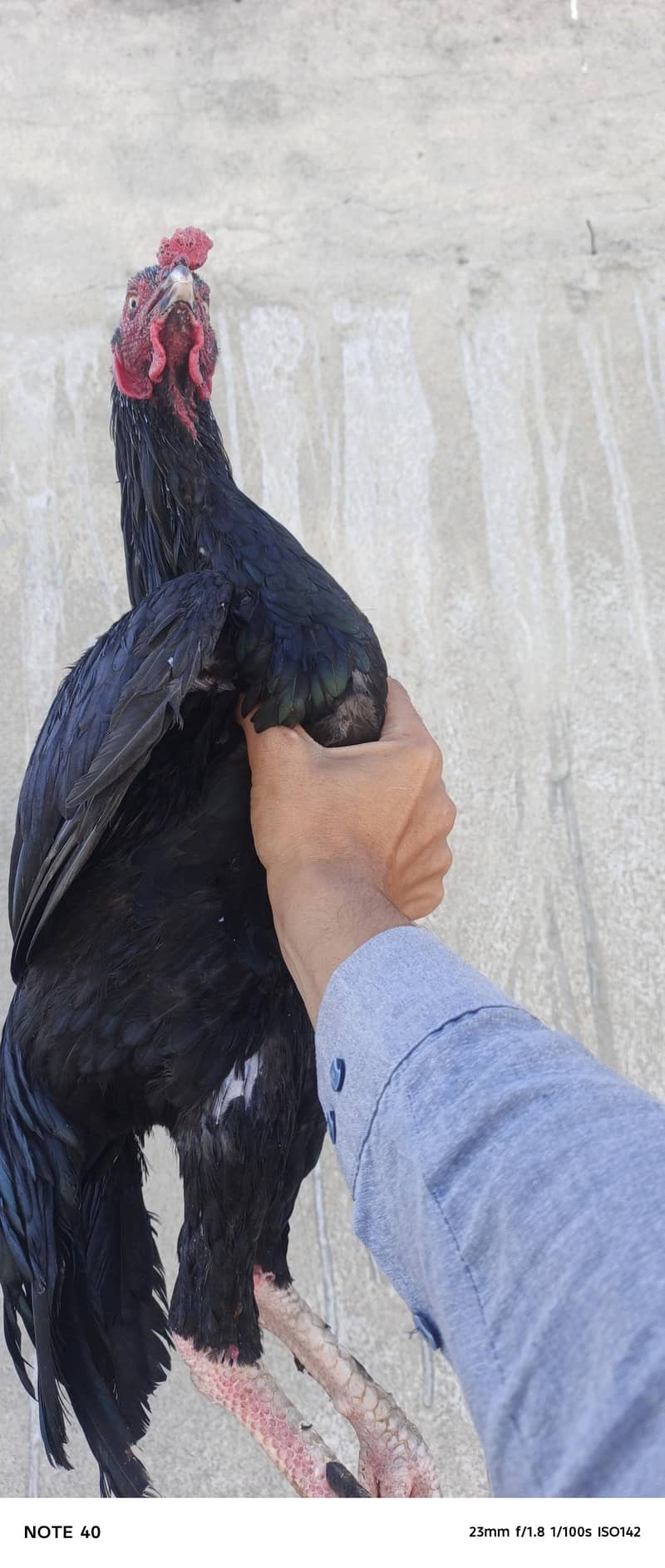 Parmoz Mushka 5