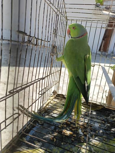 for sale parrot