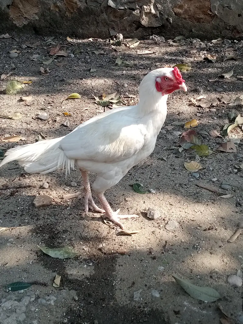 heera aseel — photo 9