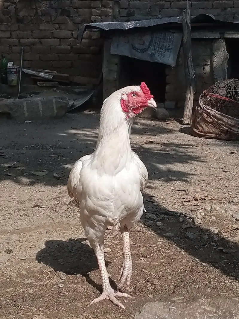 heera aseel — photo 10
