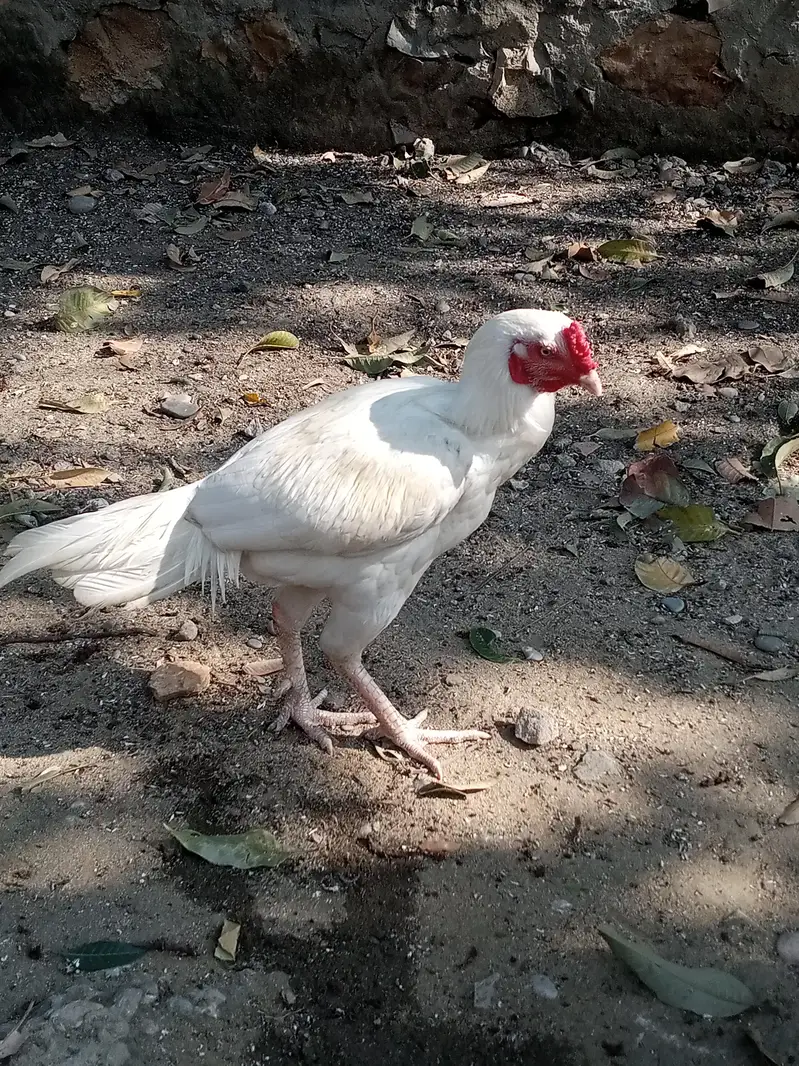 heera aseel — photo 11