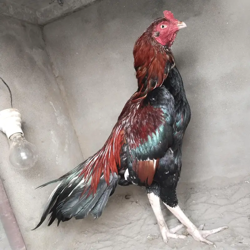 high class aseel breeder
