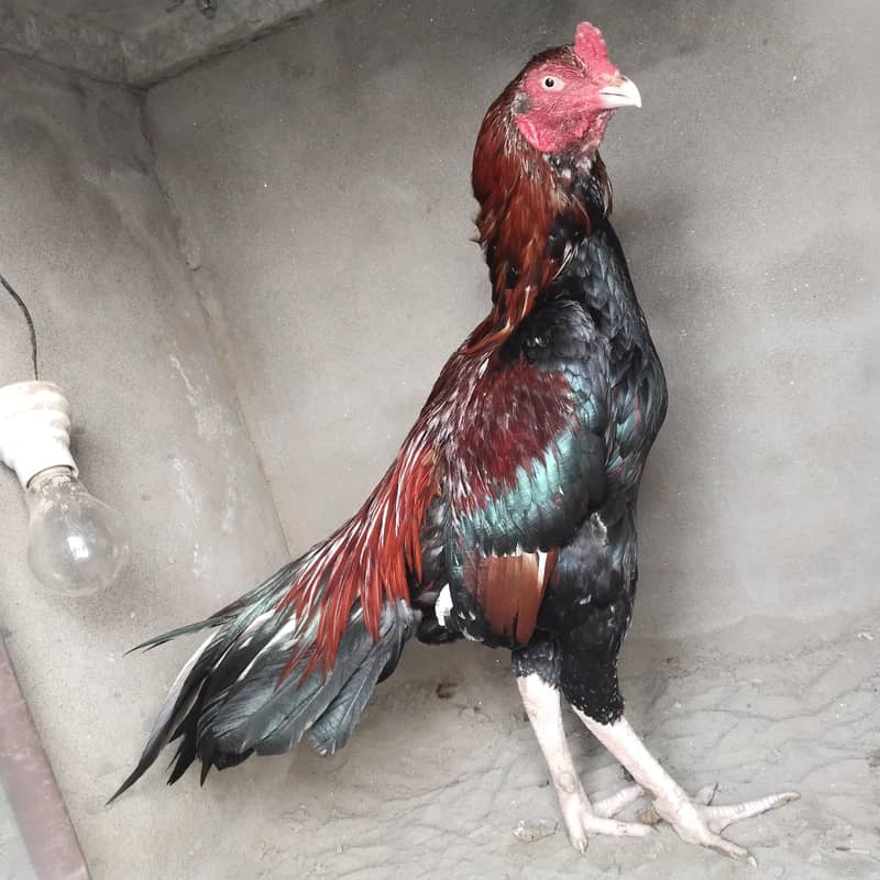 high class aseel breeder 1