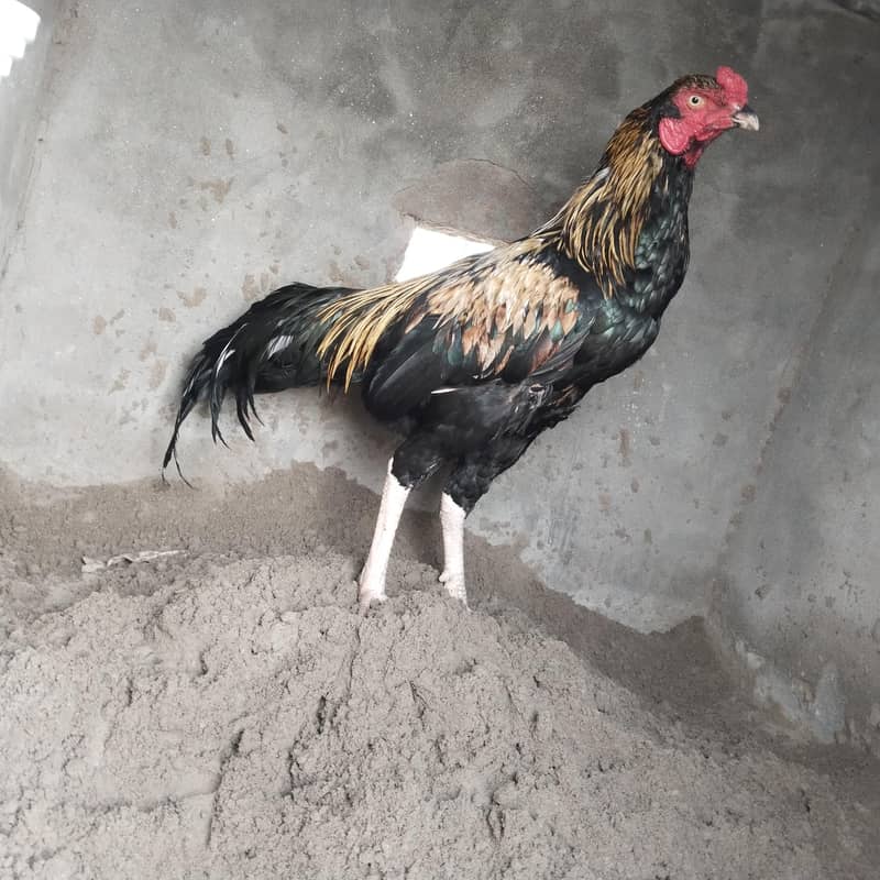 high class aseel breeder 2