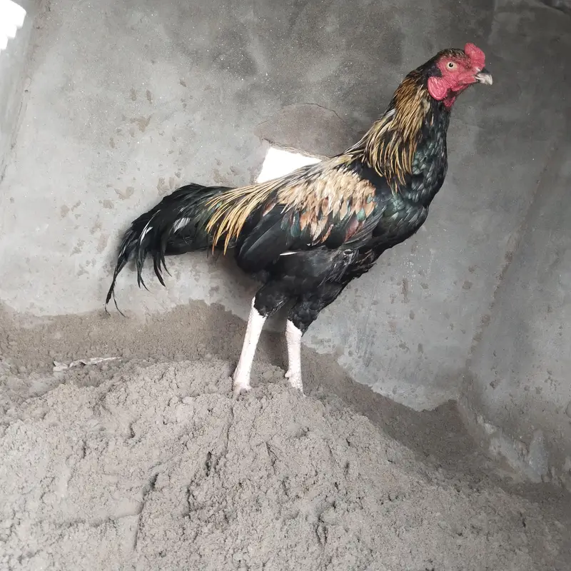 high class aseel breeder — photo 3