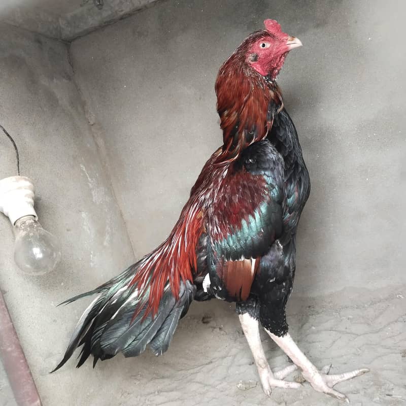 high class aseel breeder 3